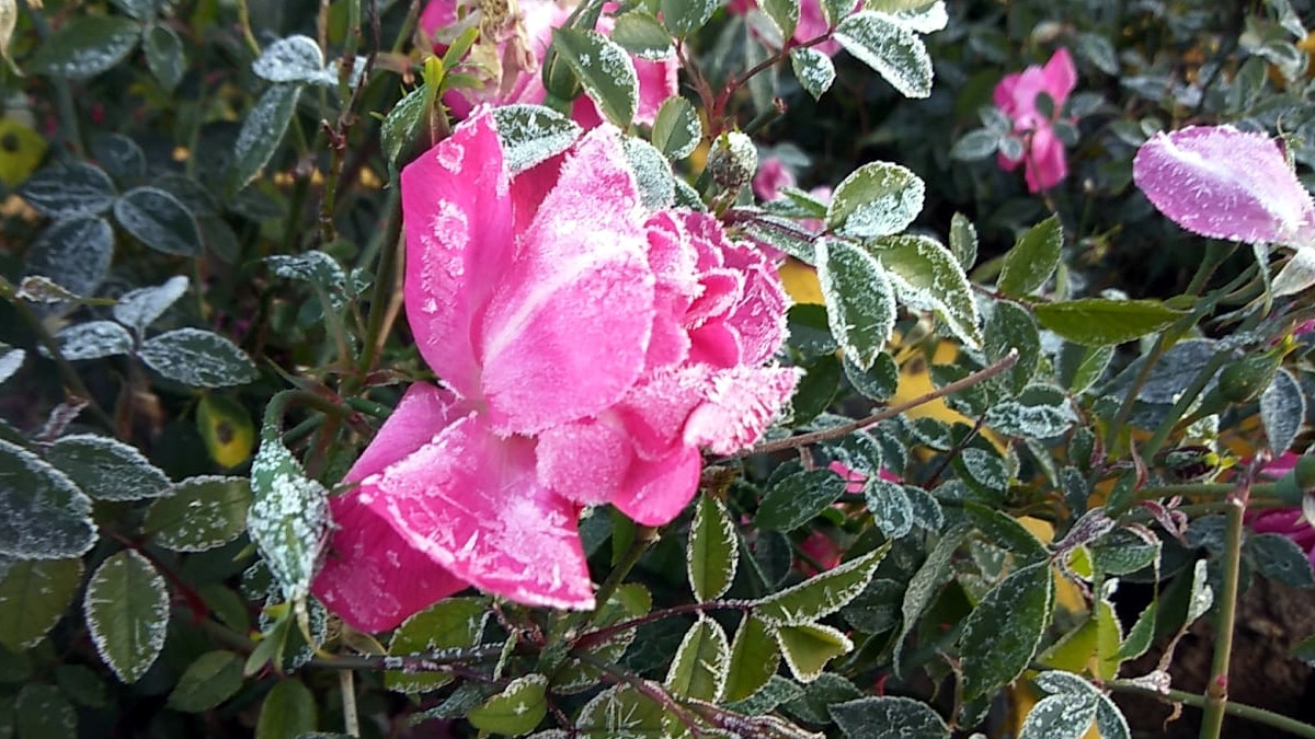 माइनस 4 डिग्री तक गि‍रा माउंट आबू का पारा, कार के शीशों से खुरचकर निकाली जा रही बर्फ 