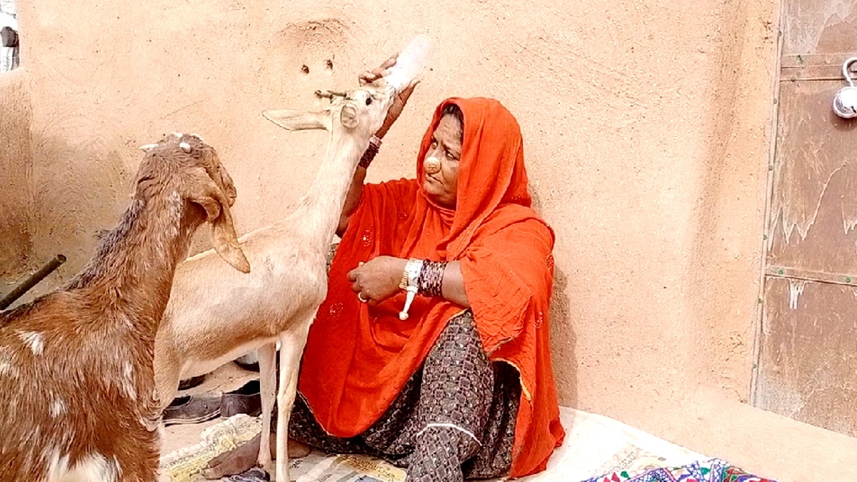 हिरण के बच्चे को बोतल से दूध पिला कर किया बड़ा, पेश की अनूठी मिसाल