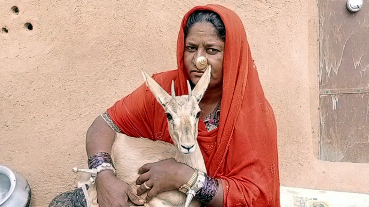 हिरण के बच्चे को बोतल से दूध पिला कर किया बड़ा, पेश की अनूठी मिसाल