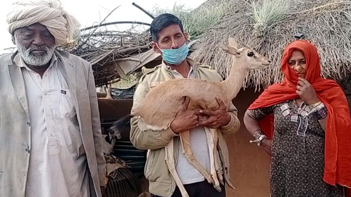 हिरण के बच्चे को बोतल से दूध पिला कर किया बड़ा, पेश की अनूठी मिसाल