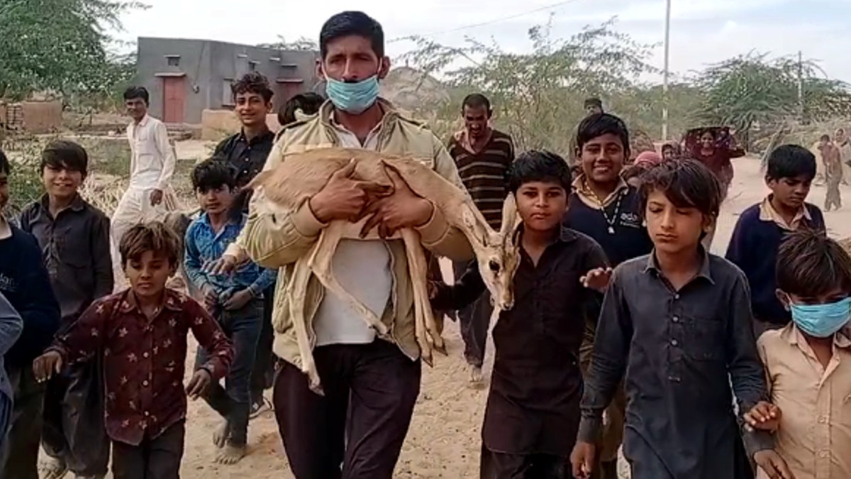 हिरण के बच्चे को बोतल से दूध पिला कर किया बड़ा, पेश की अनूठी मिसाल