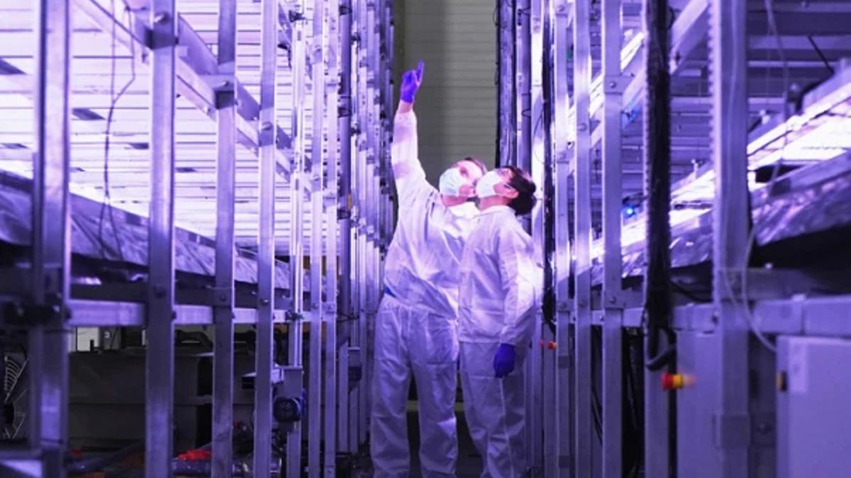 दुनिया का सबसे बड़ा वर्टिकल फार्म हाउस