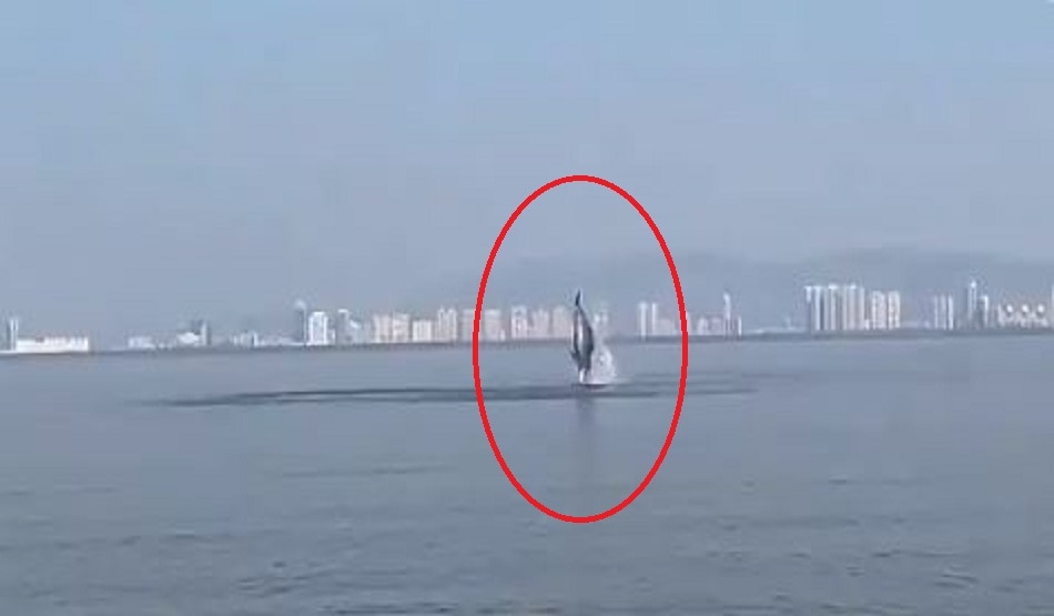  डॉल्फिन की अटखेलियां