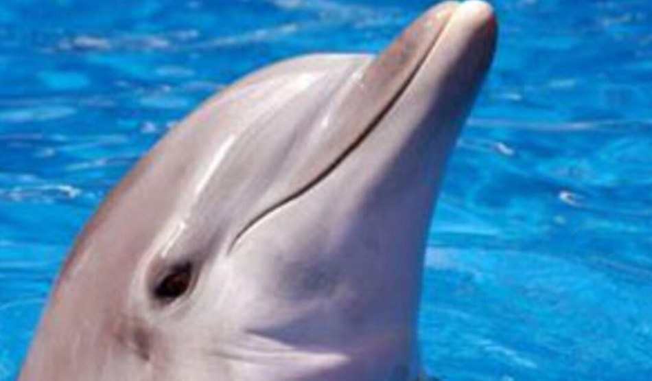  डॉल्फिन की अटखेलियां