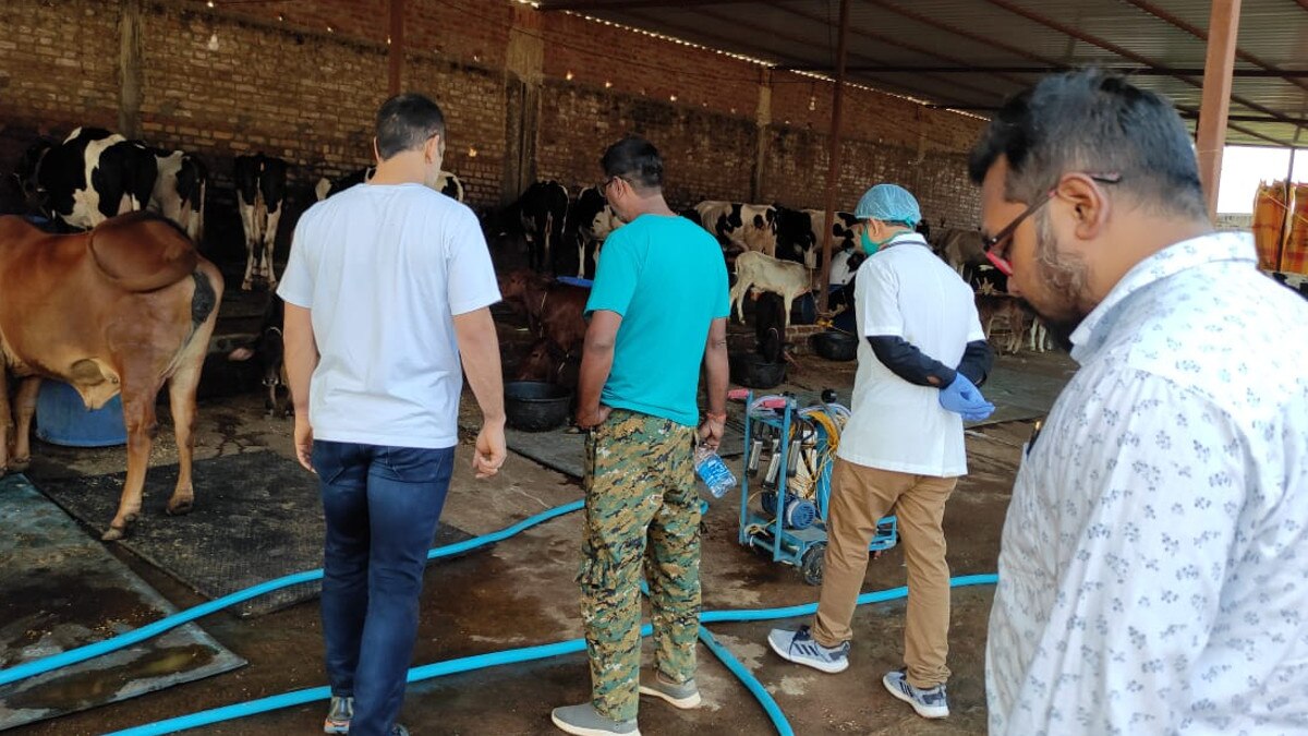 गाय की स्पेशल ब्रीड तैयार करने में लगे हैं एमएस धोनी, किसानों को मुफ्त में देने का विचार 