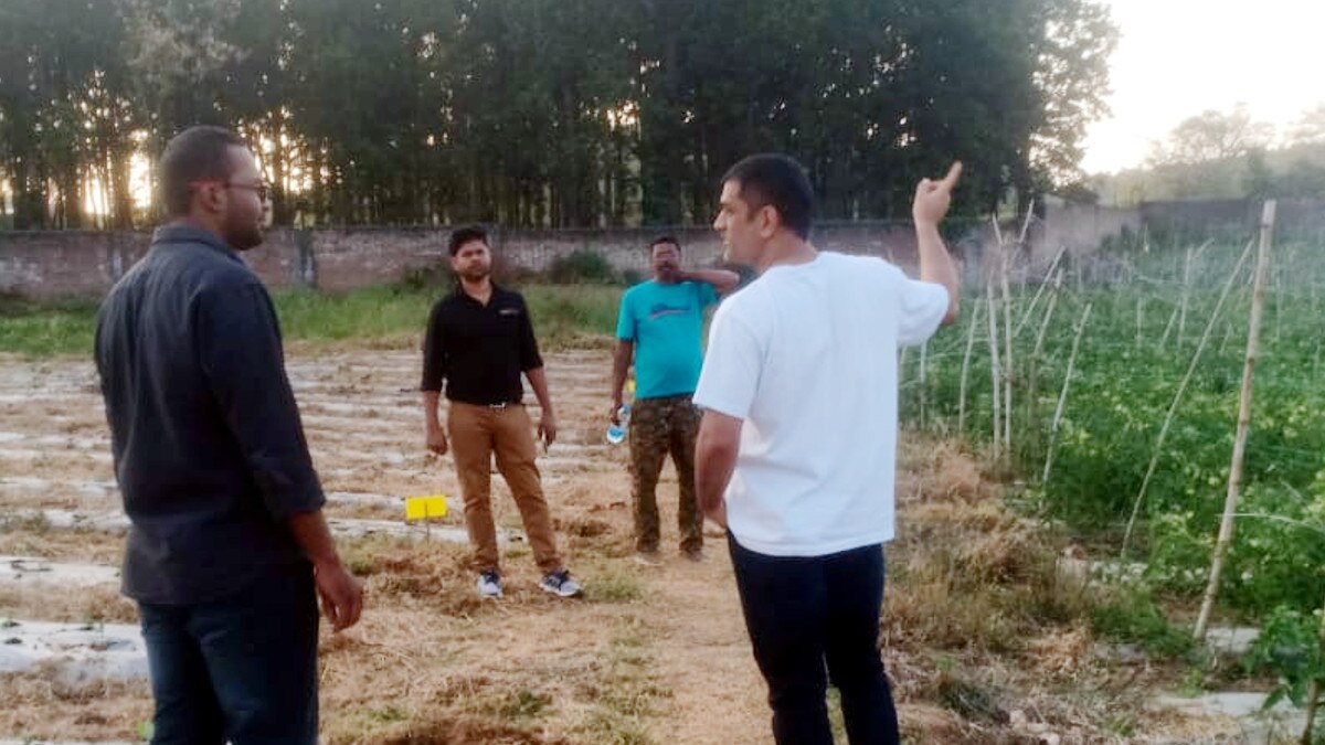 गाय की स्पेशल ब्रीड तैयार करने में लगे हैं एमएस धोनी, किसानों को मुफ्त में देने का विचार 