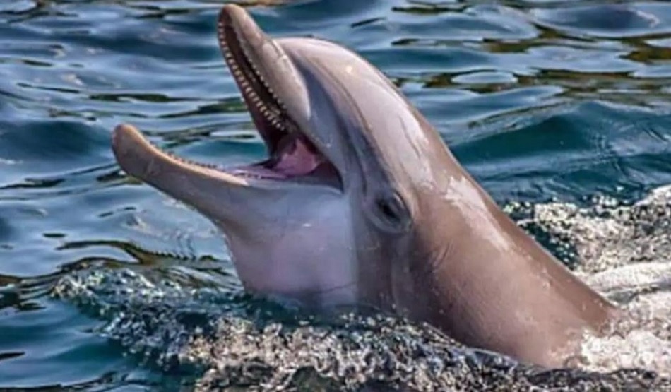  डॉल्फिन की अटखेलियां