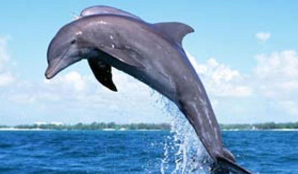  डॉल्फिन की अटखेलियां