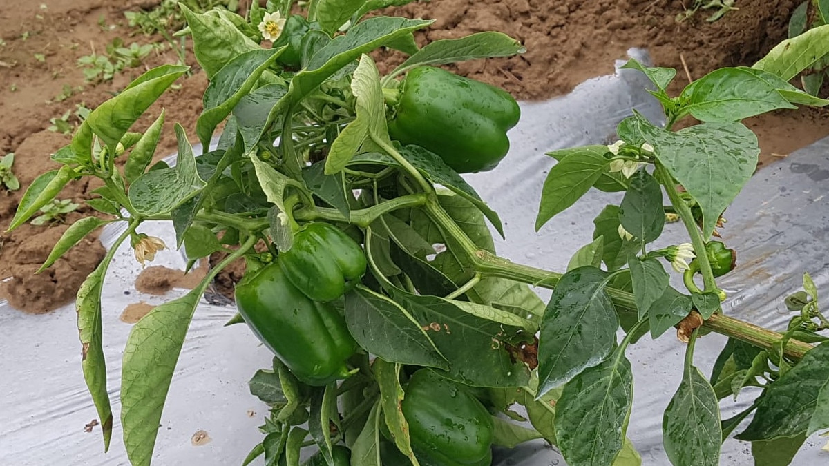 नई तकनीक से खेती करने पर कभी इन किसानों का उड़ा था मजाक, 3 साल में बदली किस्‍मत 