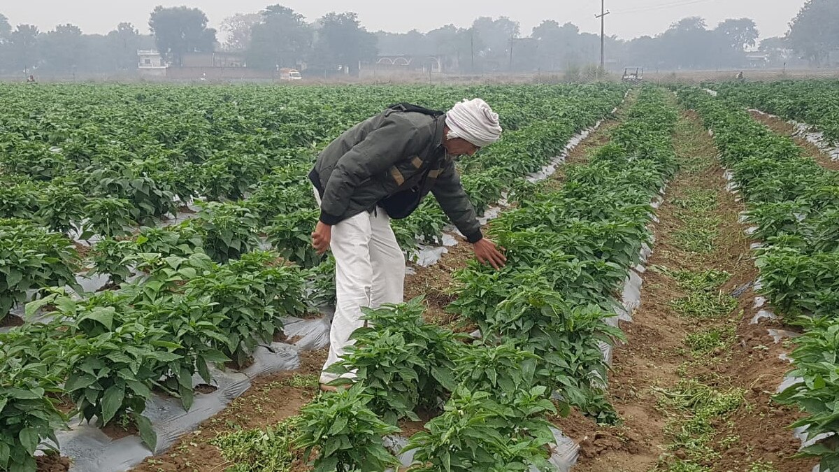 नई तकनीक से खेती करने पर कभी इन किसानों का उड़ा था मजाक, 3 साल में बदली किस्‍मत 