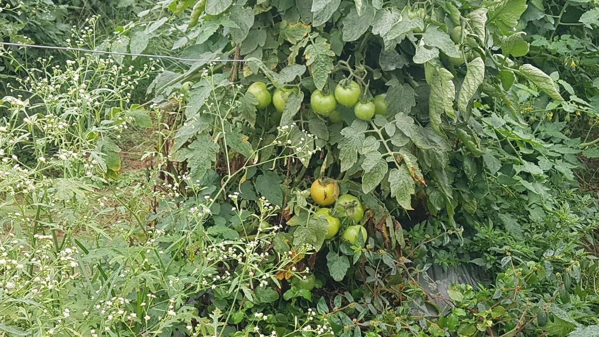 नई तकनीक से खेती करने पर कभी इन किसानों का उड़ा था मजाक, 3 साल में बदली किस्‍मत 