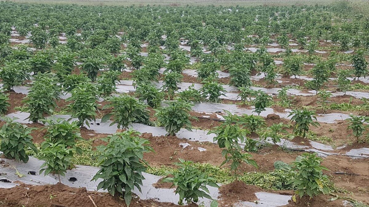 नई तकनीक से खेती करने पर कभी इन किसानों का उड़ा था मजाक, 3 साल में बदली किस्‍मत 