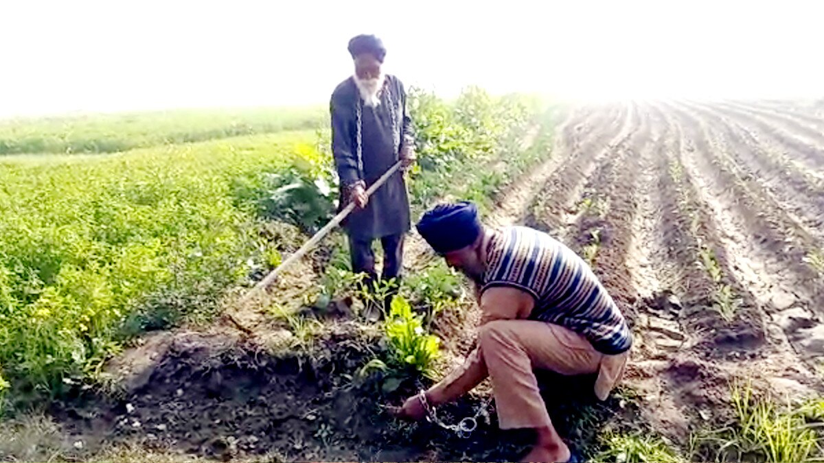  जंजीरों से खुद को बांधकर खेतों में काम रहे किसान