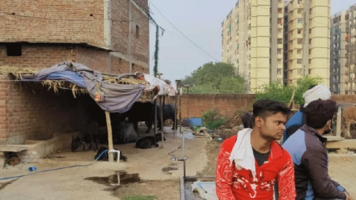 नई सड़क पर भैंस ने किया गोबर (फोटो आजतक)