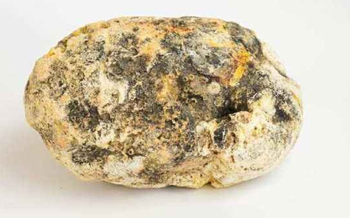 करोड़पति बना गया मछुआरा