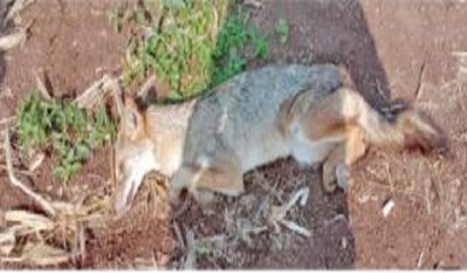 लोमड़ी ने दिखाई चालाकी