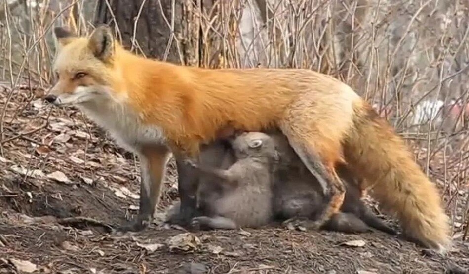 लोमड़ी ने दिखाई चालाकी