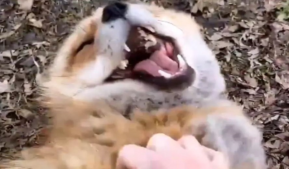 लोमड़ी ने दिखाई चालाकी