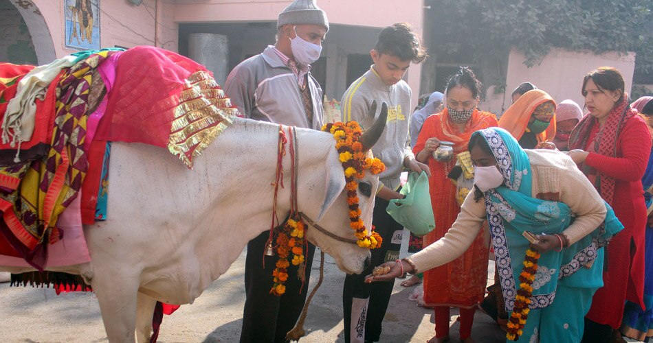 गोशाला जाएं