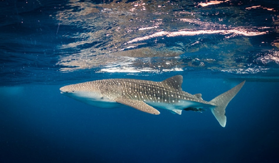 समुद्र तट पर लुप्तप्राय व्हेल शार्क मछली फंसी