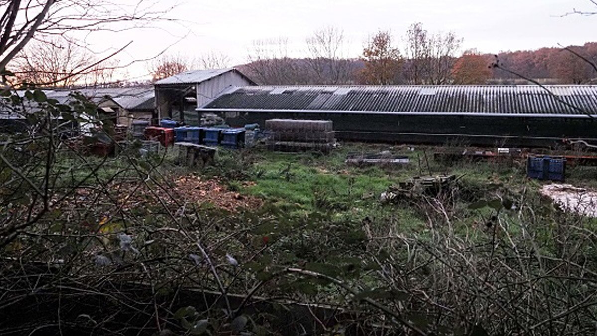 ऊदबिलावों के शवों को कब्र से निकालकर भट्ठियों में जलाकर दफनाया जाएगा