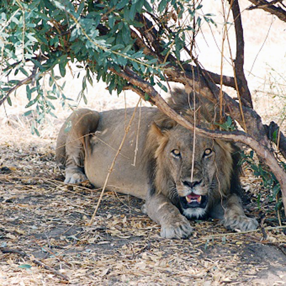 प्रतीकात्मक तस्वीर