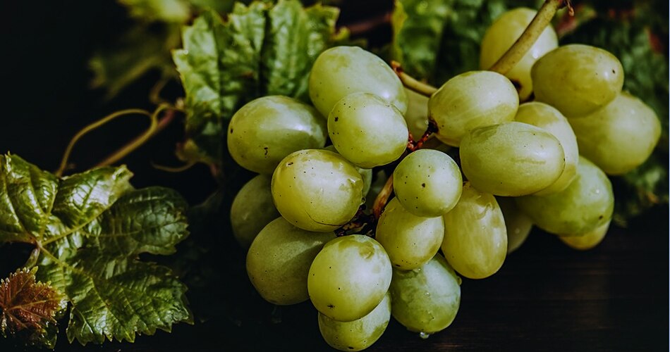 12  अंगूर खाने की परंपरा