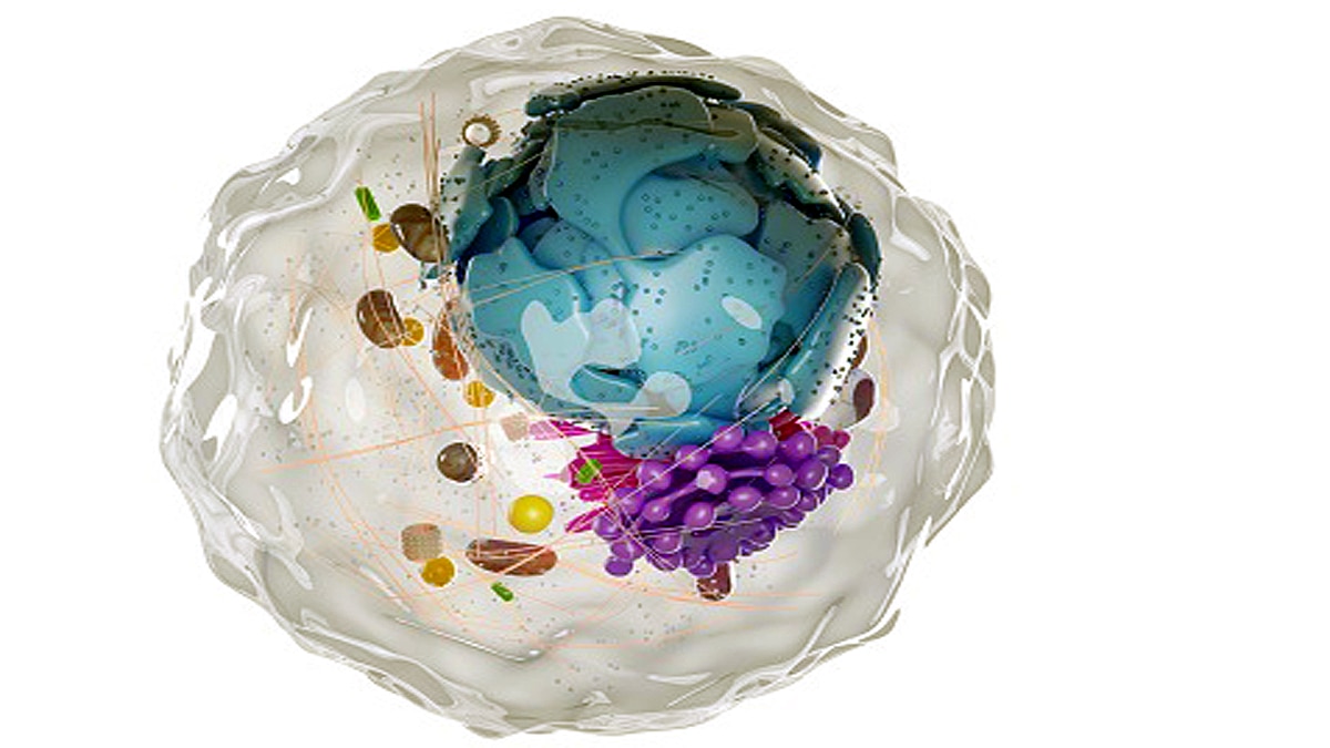 new method of measuring electricity in cells found