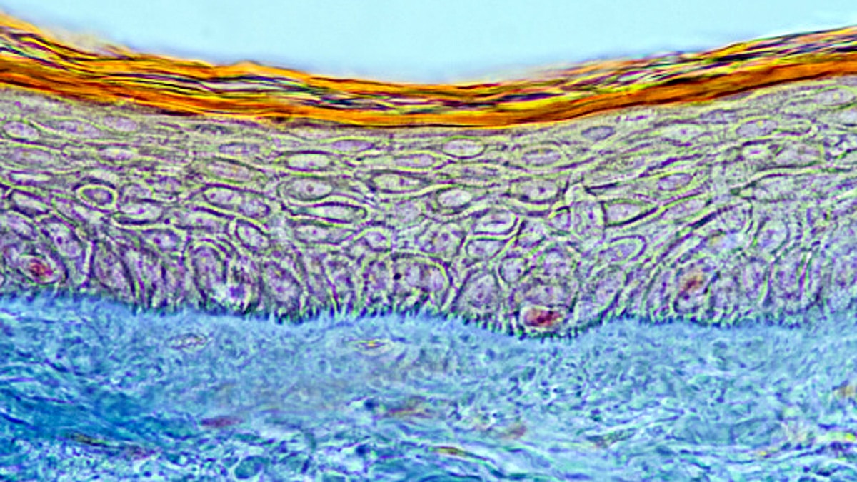 new method of measuring electricity in cells found