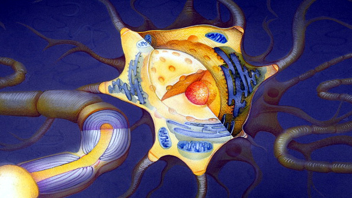 new method of measuring electricity in cells found