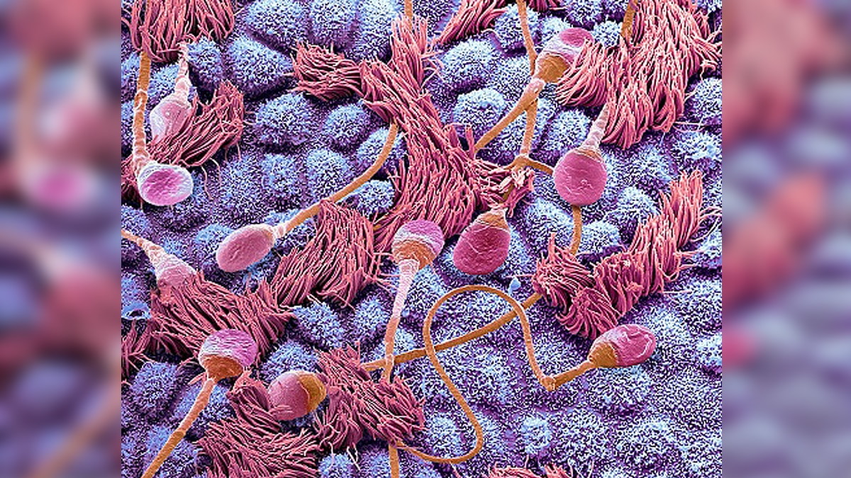 new method of measuring electricity in cells found