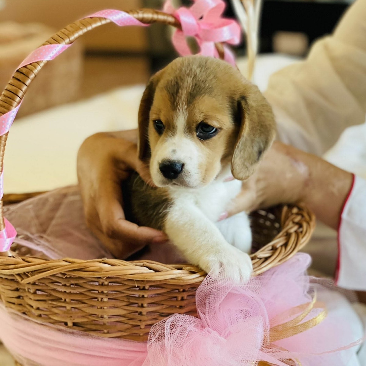 गप्पू चंदेल