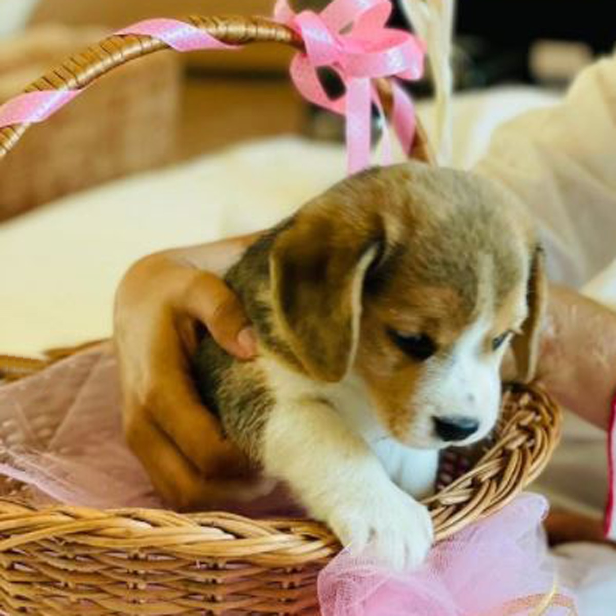 गप्पू चंदेल