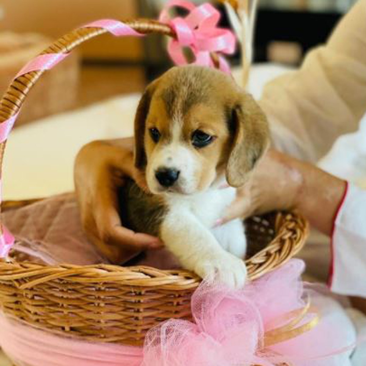 गप्पू चंदेल