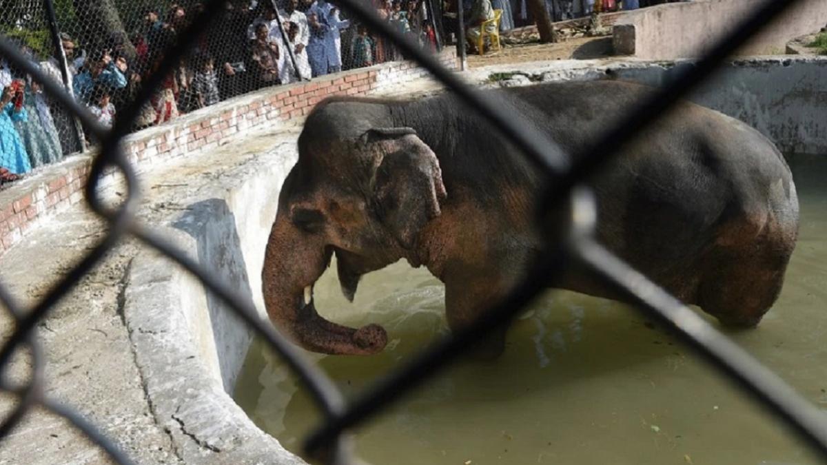 पाकिस्तान के चंगुल से छूटा कावन हाथी