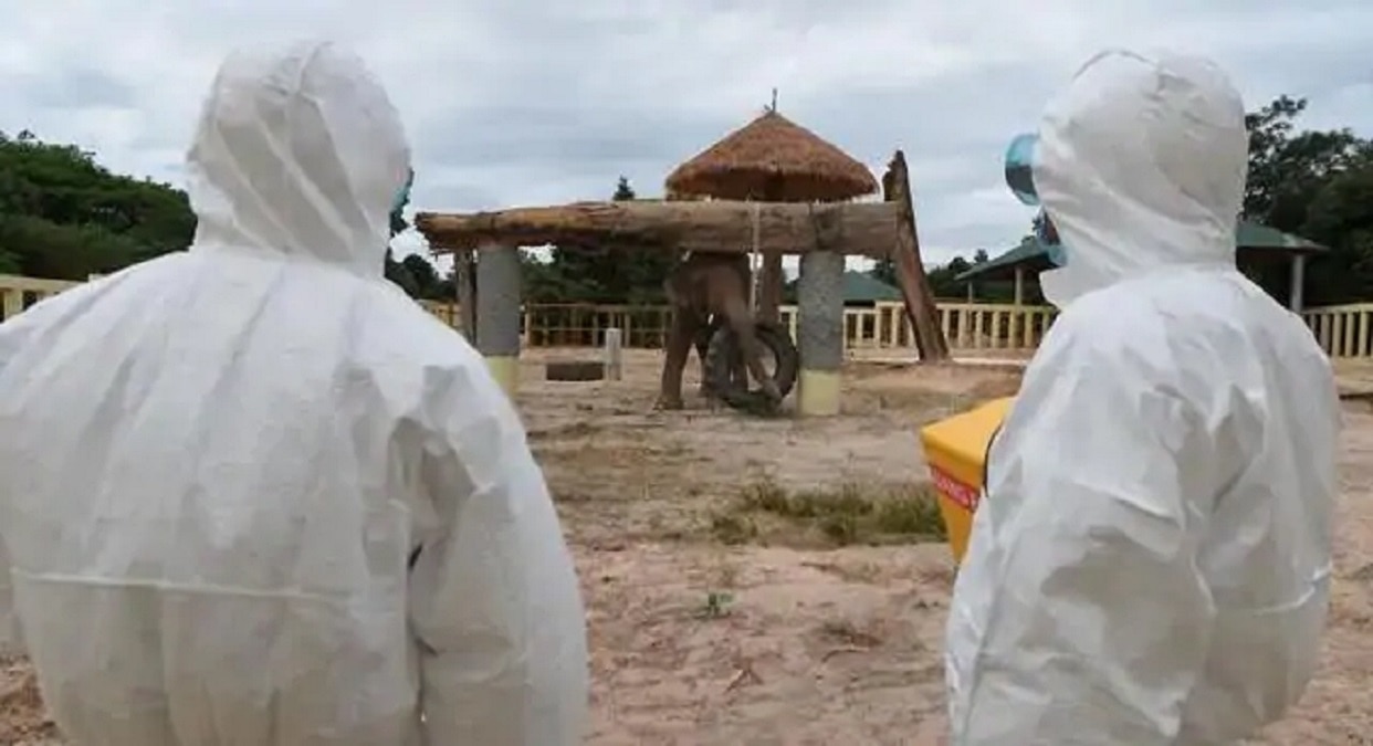 पाकिस्तान के चंगुल से छूटा कावन हाथी