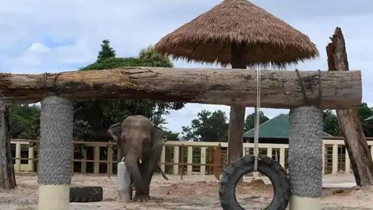 पाकिस्तान के चंगुल से छूटा कावन हाथी