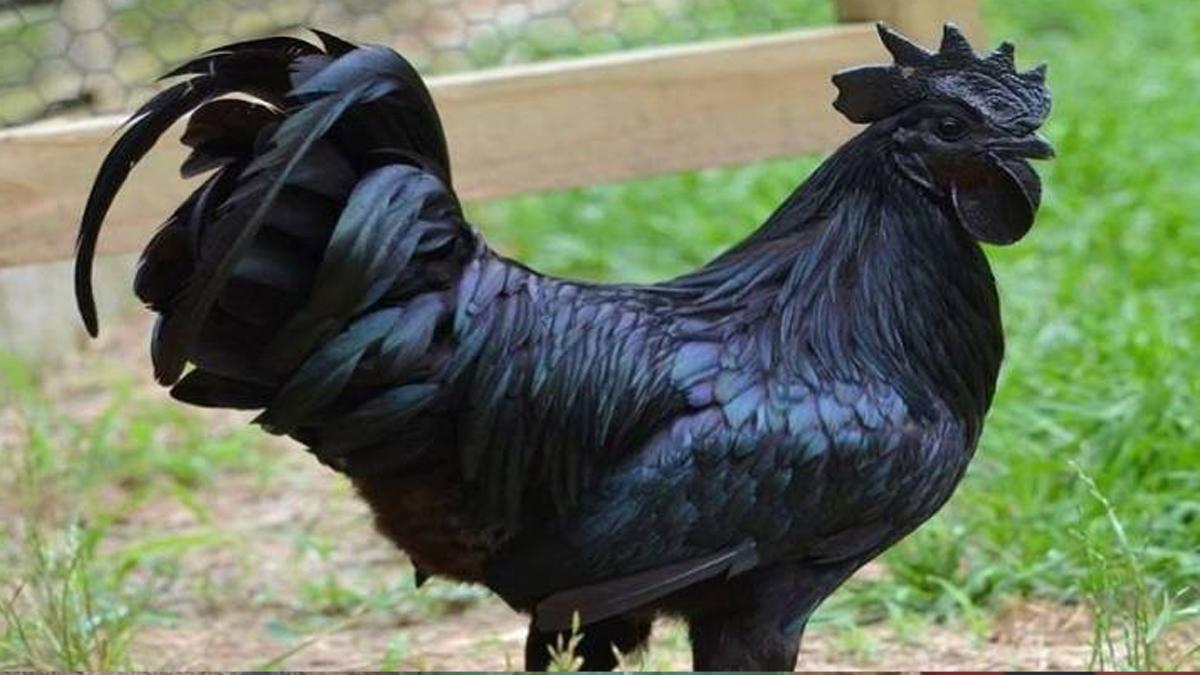 धोनी से प्रेरित होकर किसानों ने शुरू की कड़कनाथ मुर्गे की फार्मिंग.