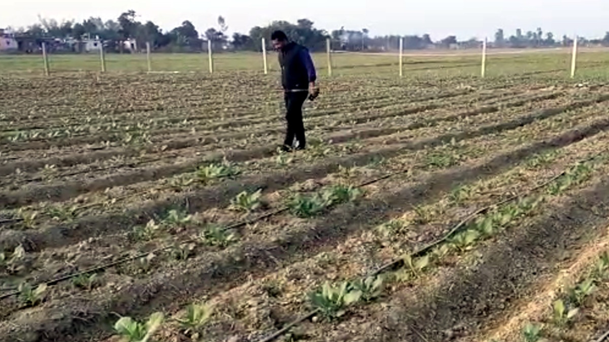 एमबीए, बीएससी व बीकॉम की पढ़ाई पूरी कर संभाली खेती, पहले ही सीजन में 5 एकड़ खेती से कमाया 10 लाख 