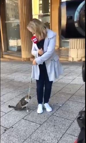 पत्रकार के पीछे पड़ी बिल्ली