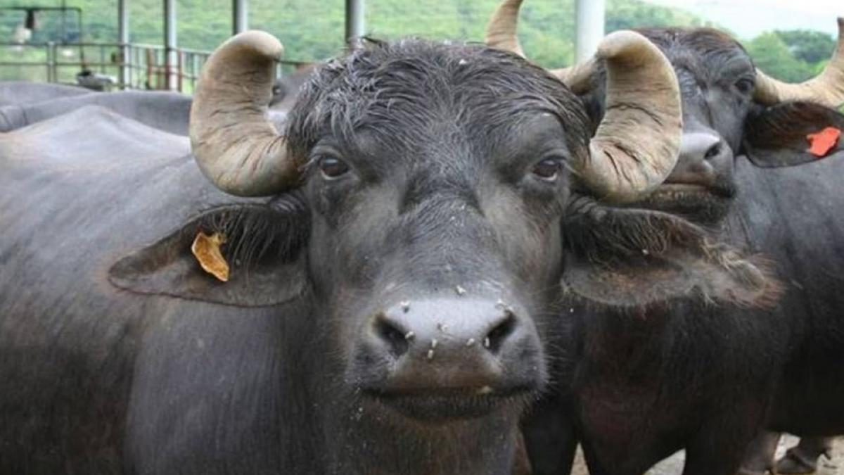 भैंसों का अपहरण