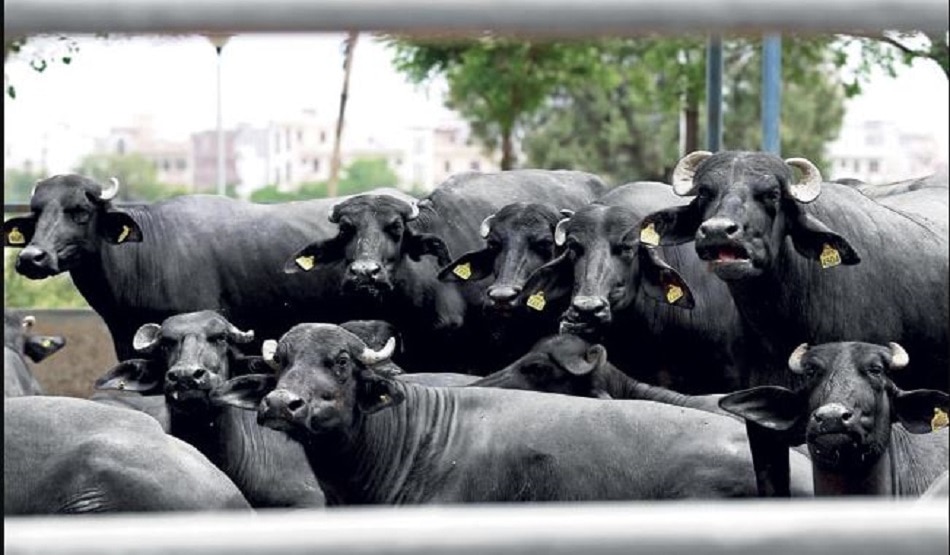 भैंसों का अपहरण