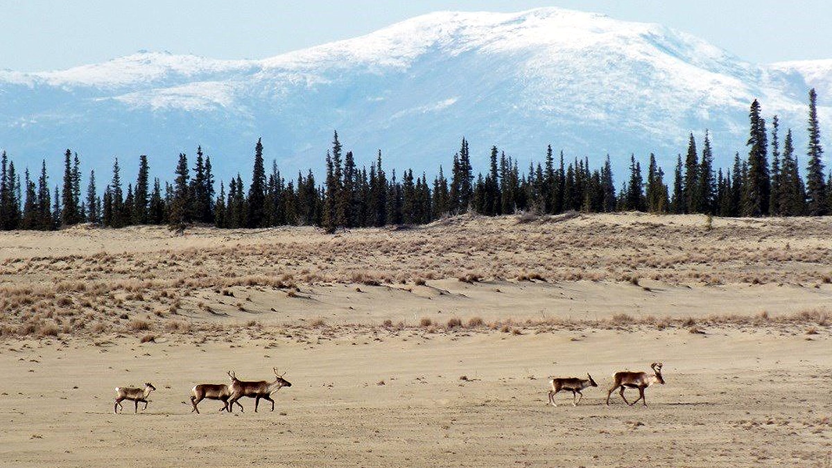 Desert in Forest great kobuk Sand dunes of Alaska