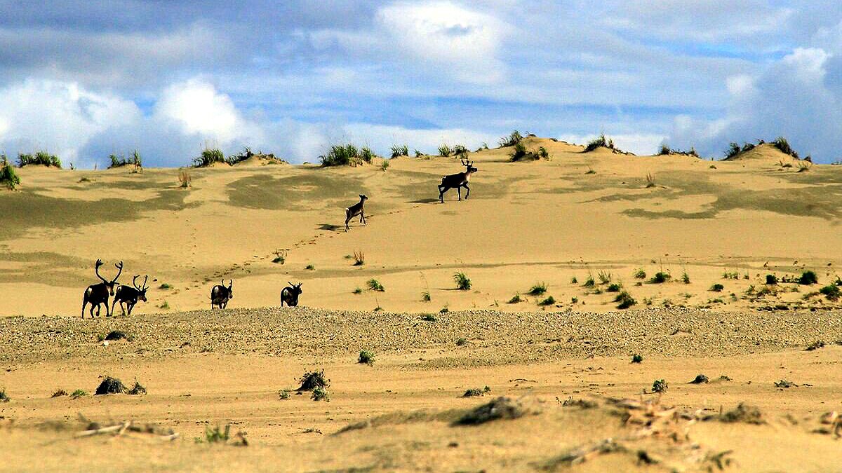 Desert in Forest great kobuk Sand dunes of Alaska