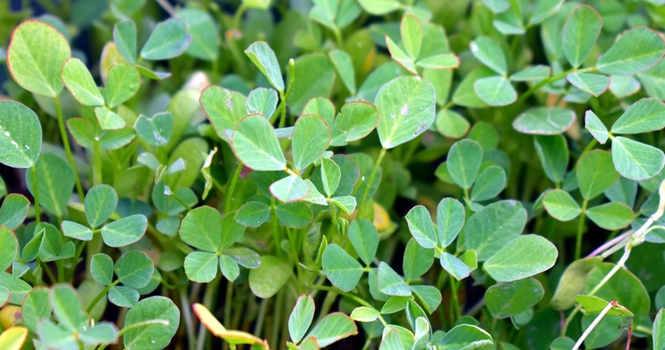 ब्रेस्टमिल्क बनाती है मेथी