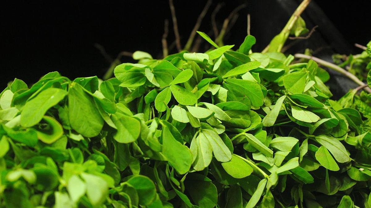 मेथी के पत्तों के फायदे