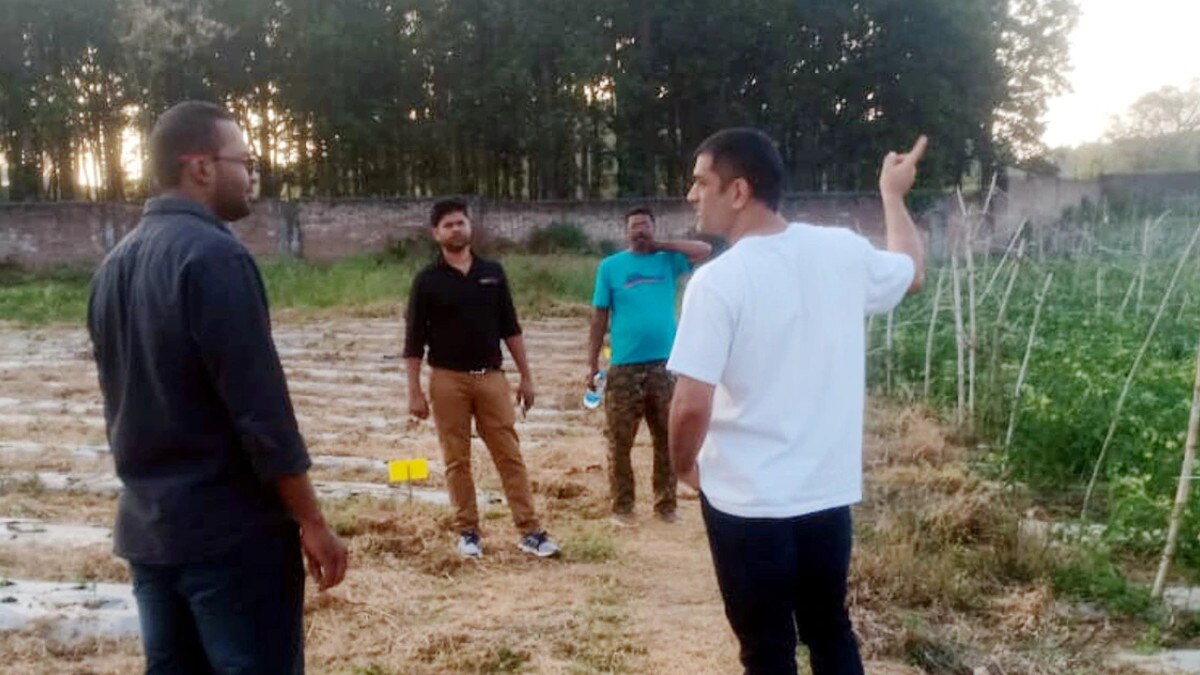 धोनी के फार्म की सब्‍ज‍ियां मार्केट में उतरीं, सस्‍ते दामों में बिके ऑर्गेनिक टमाटर और गोभी 