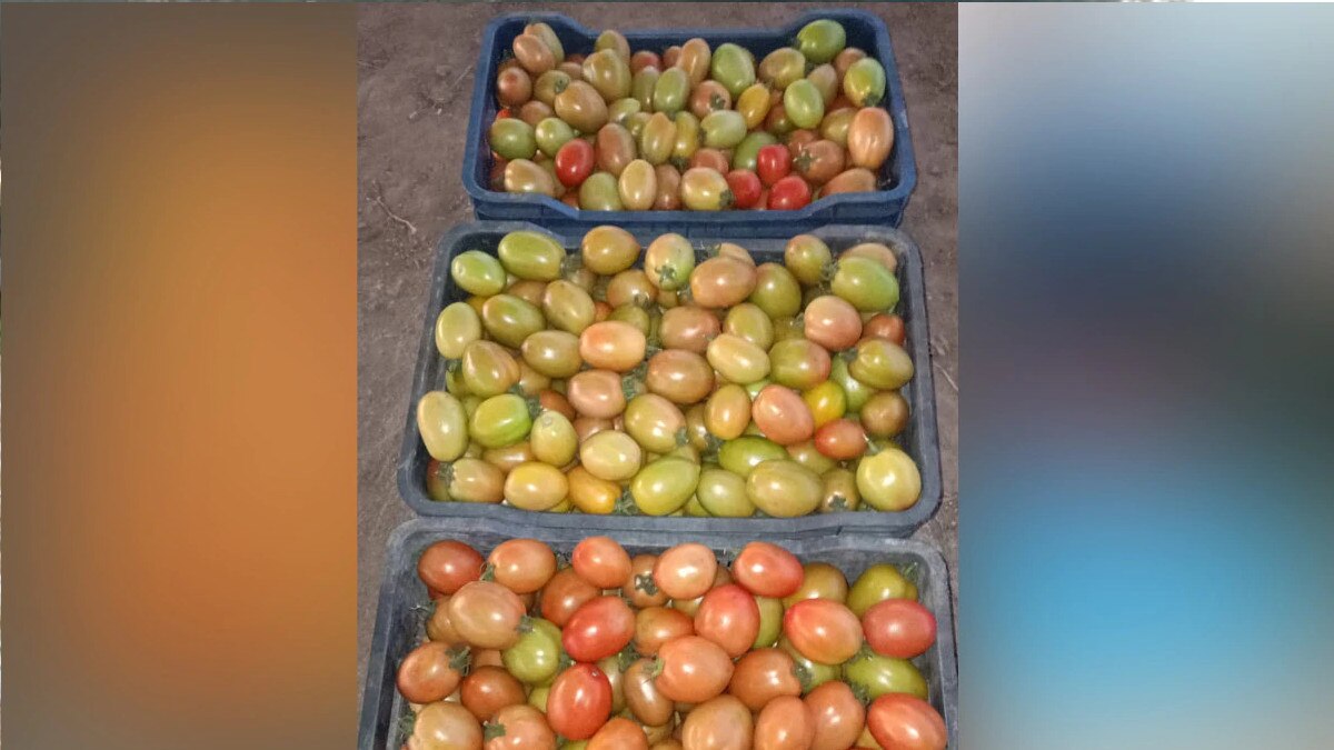 धोनी के फार्म की सब्‍ज‍ियां मार्केट में उतरीं, सस्‍ते दामों में बिके ऑर्गेनिक टमाटर और गोभी 