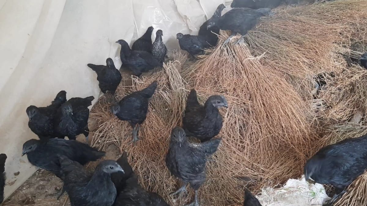 गढ़वा में माही से प्रेरित होकर पशु किसानों ने कड़कनाथ मुर्गे की फार्मिंग की शुरुआत की.