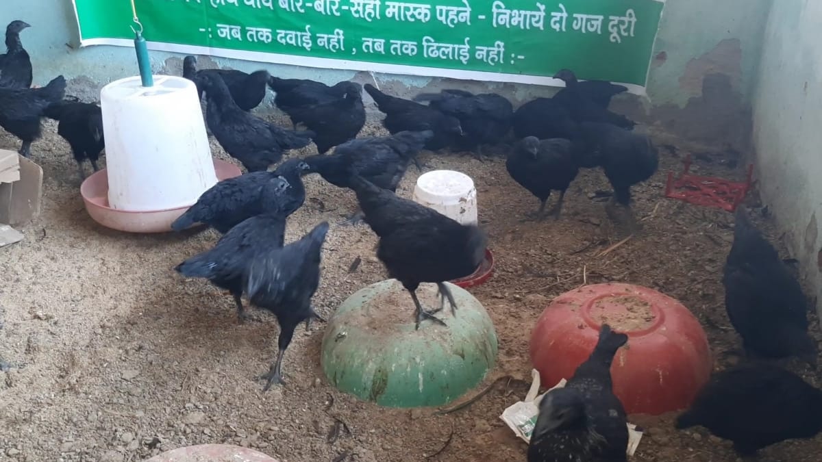 कम क्लोस्ट्राल वाला देशी  कड़कनाथ मुर्गे. 